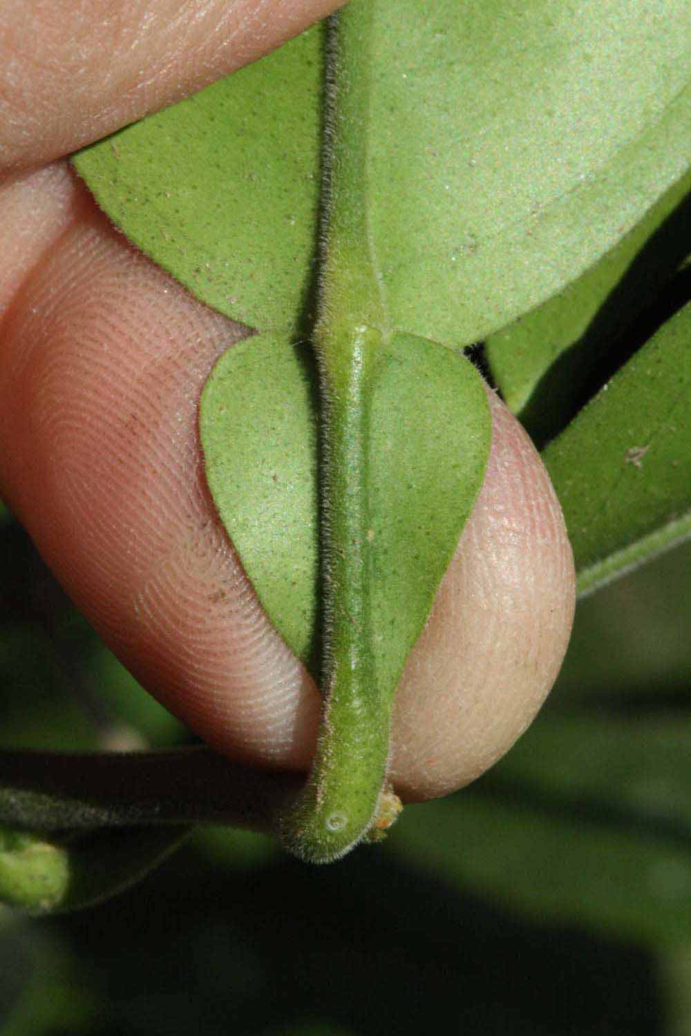              Petiole (Riverside, CA)       